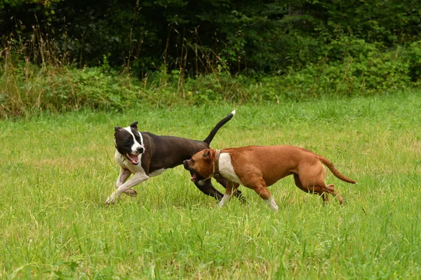 Los Dos Perros Staffordshire Terrier Americanos Jugando Juntos —  Fotos de Stock