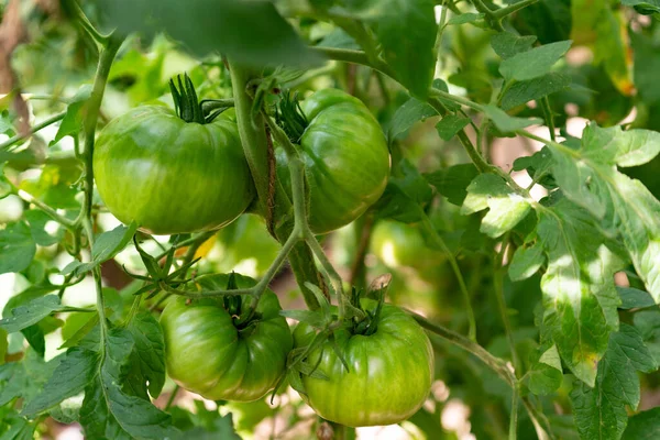 Zbliżenie Ujęcia Rosnących Pomidorów Pod Słońcem — Zdjęcie stockowe