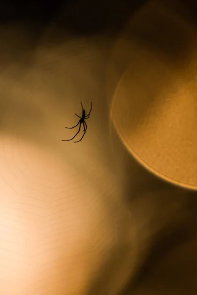 Pavouk Sedí Pavučině Bokeh Pozadí — Stock fotografie