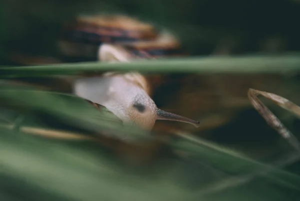 蜗牛对植物的选择性聚焦拍摄 — 图库照片