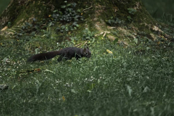 Ein Schwarzes Kleines Eichhörnchen Läuft Auf Dem Rasenplatz Park — Stockfoto