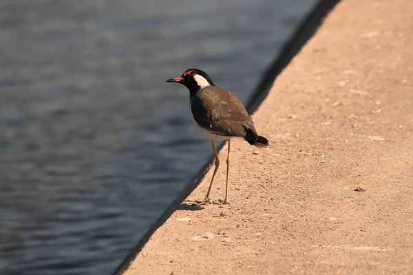 Prise Vue Rapprochée Lapwing Balancier Rouge Perché Sur Une Jetée — Photo