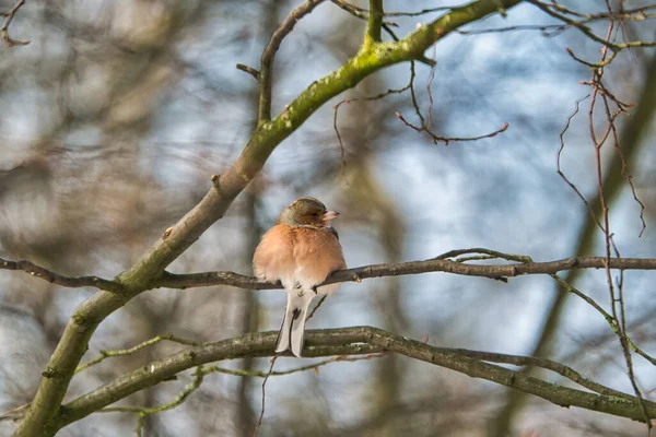 One Cold Chaffinch Tree Sunny Frosty Winter Day — Stock Photo, Image
