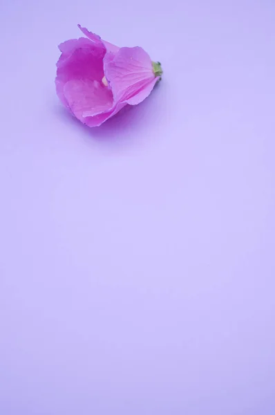 Detailní Záběr Sametové Růže Izolované Světle Modrém Pozadí Volným Prostorem — Stock fotografie