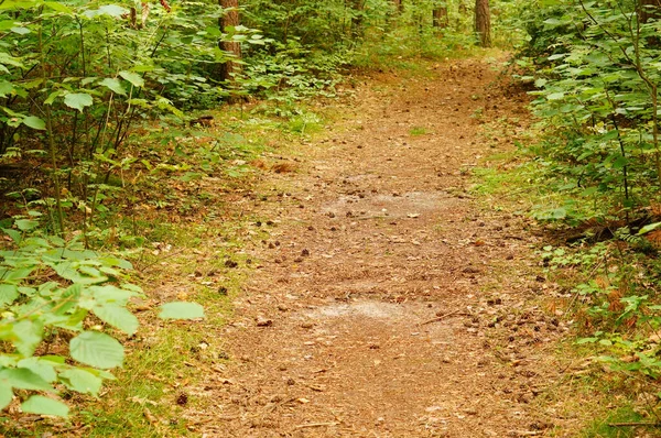 Widok Małą Ścieżkę Lesie — Zdjęcie stockowe