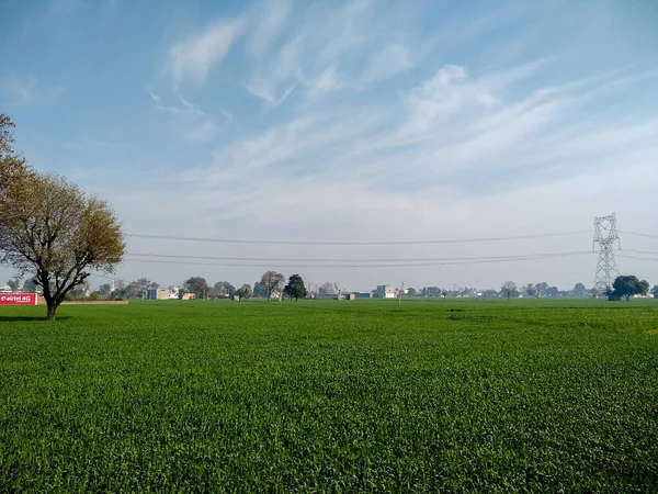 Cálido Día Verano Parque Con Exuberante Hierba Verde Que Cubre — Foto de Stock