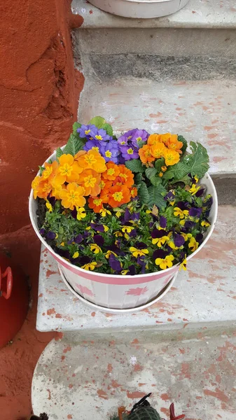 鉢の中の花の垂直ショット — ストック写真
