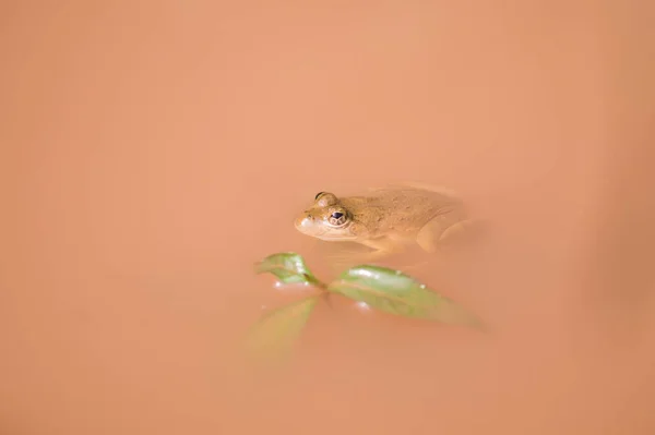 Gros Plan Une Petite Grenouille Tachetée Nageant Dans Eau Brune — Photo