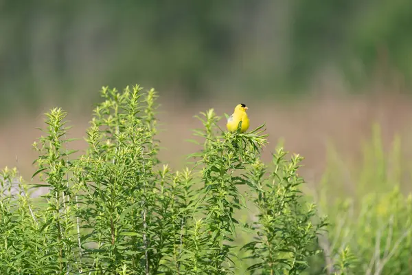 Mały Ptaszek Siedzący Trawiastym Polu Zamazanym Tłem — Zdjęcie stockowe