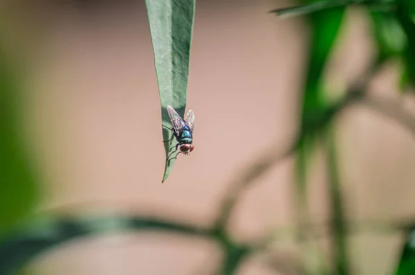 Selective Focus Common Green Bottle Fly Leaf Plant Blurry Background — Stock Photo, Image