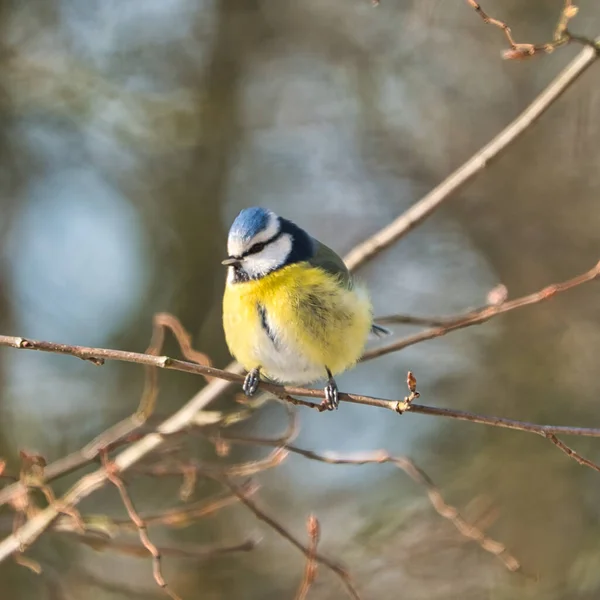 One Blue Tit Tree Winter Cold Sunny Day People — Φωτογραφία Αρχείου