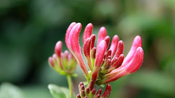 Finom Virágzó Virágok Perfoliate Mézeskalács Homályos Természetes Háttérben — Stock Fotó