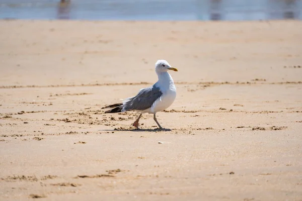 Una Gaviota Playa Arena Costa — Foto de Stock