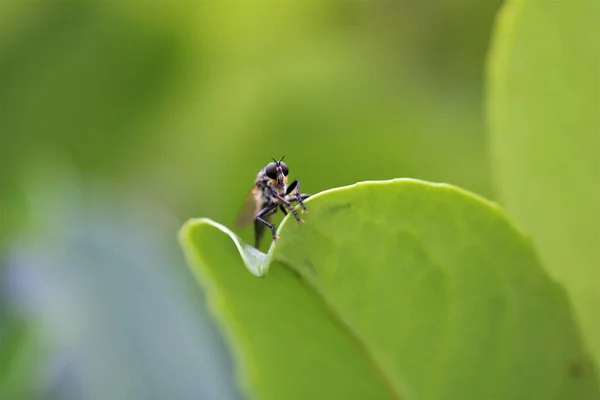 Asilidae Robber Fly Family Also Called Assassin Flies Name Robber — Stock Photo, Image
