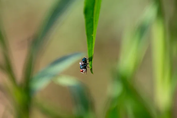 Een Selectieve Focus Van Een Gemeenschappelijke Groene Fles Vliegen Het — Stockfoto