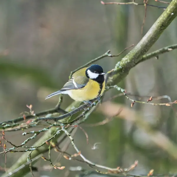 One Greathungry Great Tit Winter Tit Tree Cold Sunny Winter — Zdjęcie stockowe