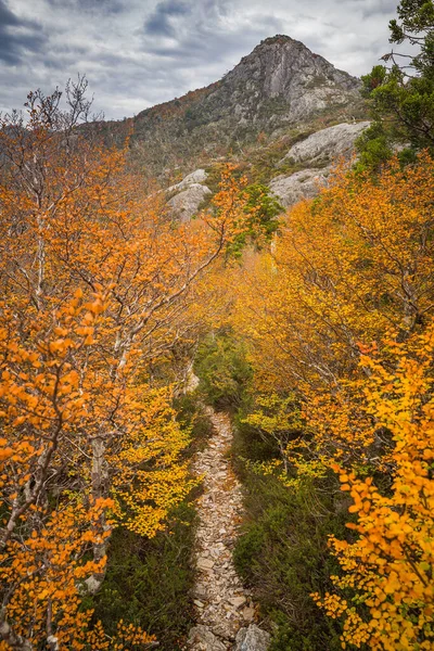 Uma Bela Vista Das Árvores Fagus Perto Cradle Mountain Tasmânia — Fotografia de Stock