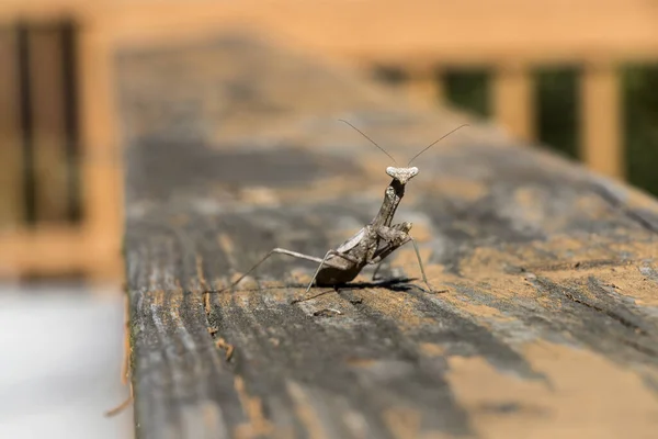 一只棕色祈祷的螳螂在木板上的特写 — 图库照片