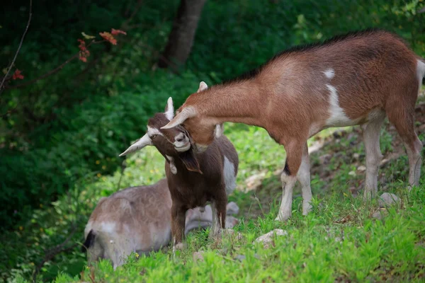 Toggenburg Dairy Nanny Goat Baby Goat Pasture County Wicklow Ireland — Stock Photo, Image