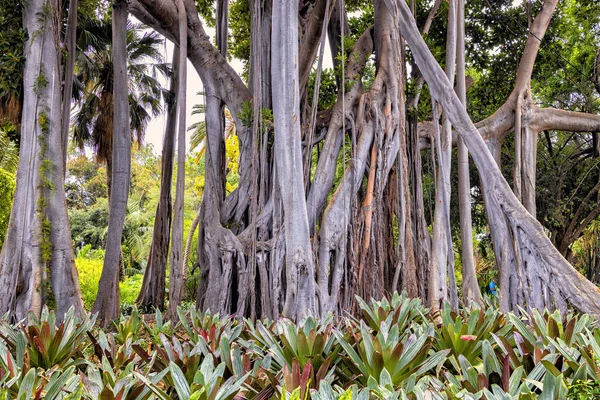 Uma Floresta Com Árvores Tropicais Plantas — Fotografia de Stock