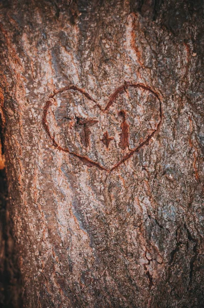 Detailní Záběr Iniciál Srdci Vyřezávaných Stromě — Stock fotografie
