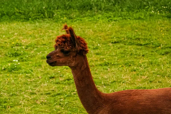 Selettivo Lama Peloso Campo — Foto Stock