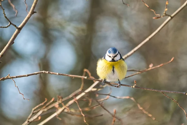 One Blue Tit Tree Winter Cold Sunny Day People — 스톡 사진