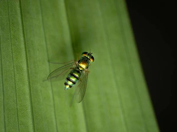 Een Close Van Een Insect Een Blad Met Wazige Achtergrond — Stockfoto