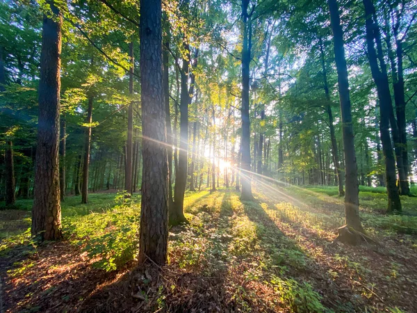 Camino Del Bosque Bávaro Con Rayos Sol Pasan Los Árboles — Foto de Stock