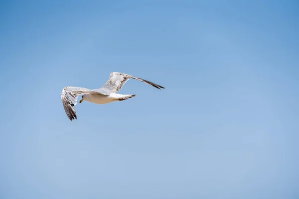 Vacker Utsikt Över Mås Som Flyger Den Klarblå Himlen — Stockfoto