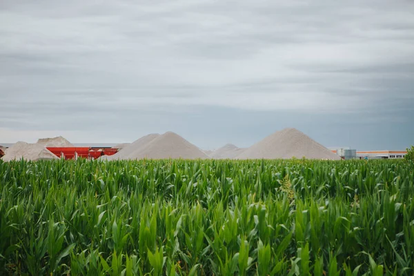 Zbliżenie Zielonych Kukurydzy Polu Kukurydzy — Zdjęcie stockowe
