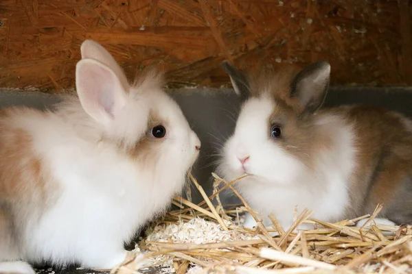 Gros Plan Des Petits Lapins Bruns Moelleux Adorables Dans Cage — Photo