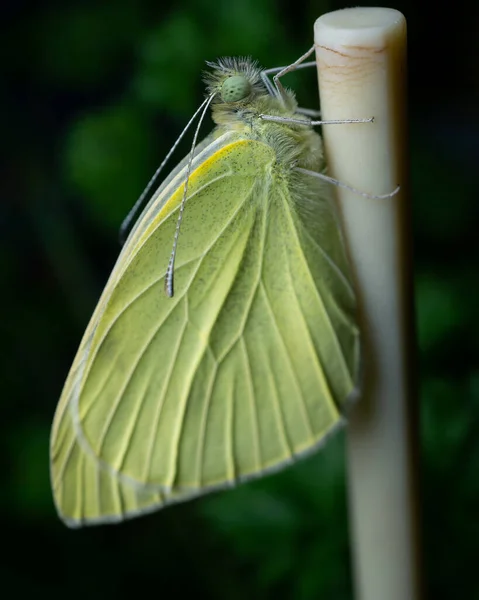 Joli Papillon Vert Avec Grandes Ailes — Photo