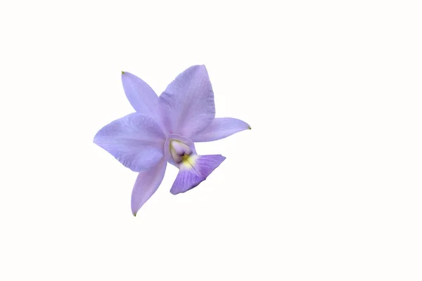 Uno Scatto Ravvicinato Orchidea Viola Chiara Isolata Sfondo Bianco — Foto Stock