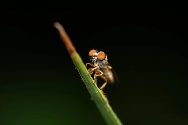 Detailní Záběr Hmyzu Listu Rozmazaným Pozadím — Stock fotografie