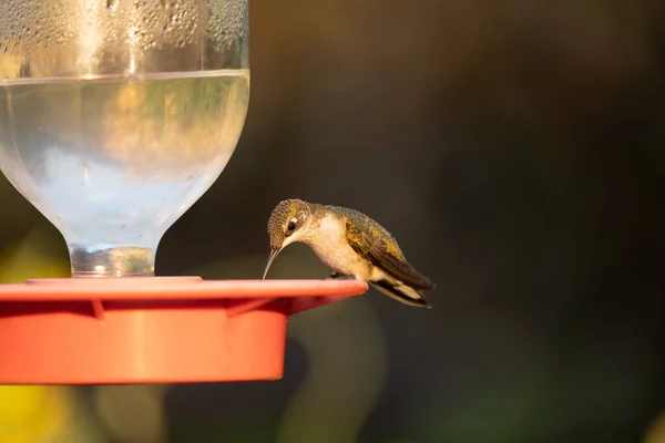 Pajarito Sentado Objeto Plástico Con Fondo Borroso — Foto de Stock