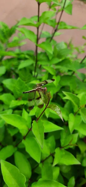 一只闪闪发亮的蜻蜓站在枝头上 花园里绿叶生机盎然 这是一张垂直的照片 — 图库照片