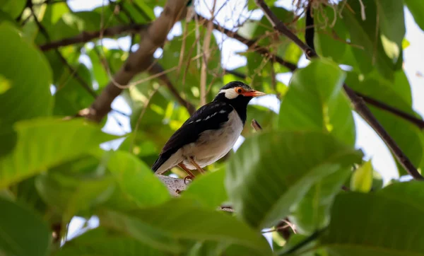 Een Indiaan Pied Myna Zittend Een Boom Aftakking — Stockfoto