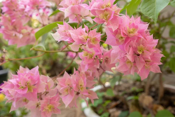 Eine Nahaufnahme Von Hellrosa Bougainvillea Garten — Stockfoto