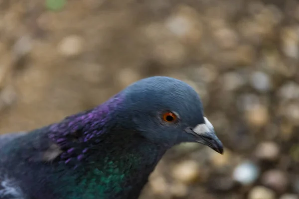 Närbild Duva Som Vandrar Det Vilda — Stockfoto