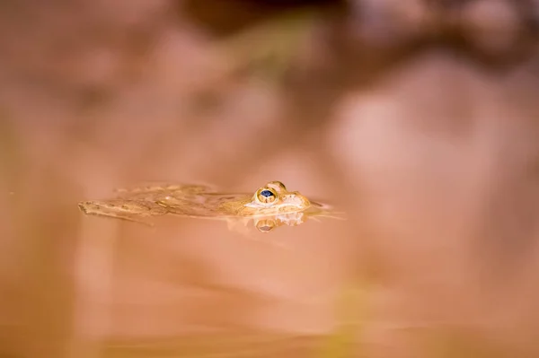 Selektivní Zaměření Malé Skvrnité Žáby Plavající Hnědé Vodě — Stock fotografie