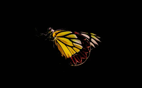 Siyah Arka Planda Izole Edilmiş Güzel Sarı Bir Kelebeğin Yakın — Stok fotoğraf