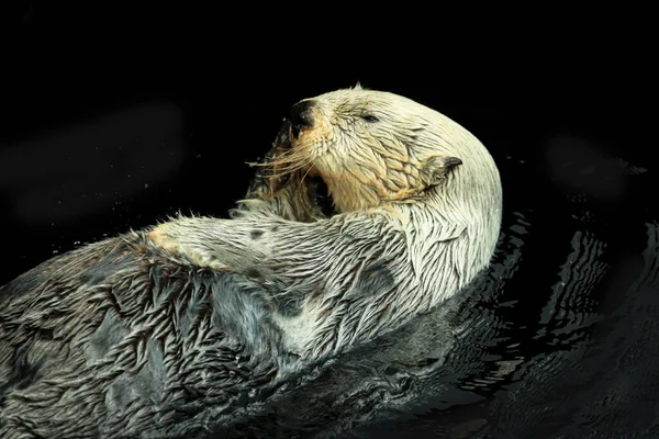 Lontra Marina Galleggiante Acqua Alaska — Foto Stock