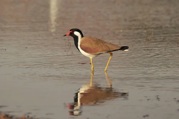 Primer Plano Solapa Alas Rojas Pie Lago — Foto de Stock