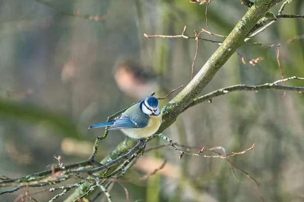 One Blue Tit Tree Winter Cold Sunny Day People — Stok fotoğraf