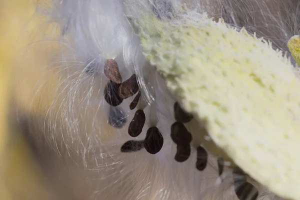 Μια Μακρο Φωτογραφία Από Κοινό Milkweed Αφράτους Λευκούς Τριχωτούς Σπόρους — Φωτογραφία Αρχείου