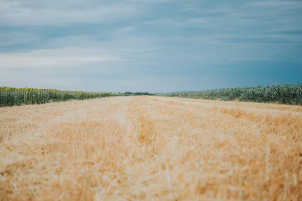 Прекрасный Вид Золотое Пшеничное Поле — стоковое фото