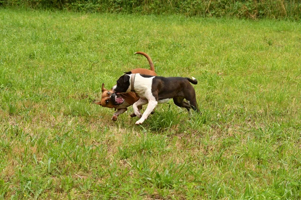 Die Beiden American Staffordshire Terrier Hunde Beim Gemeinsamen Spielen — Stockfoto