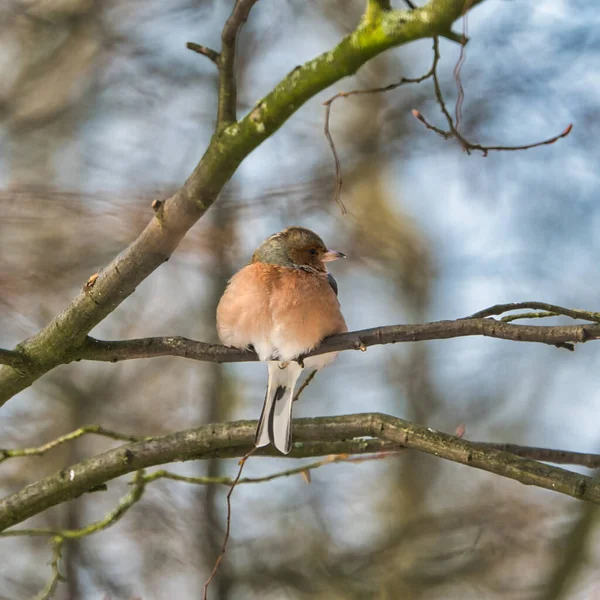 Pouce Froid Sur Arbre Lors Une Journée Hiver Ensoleillée Glacée — Photo