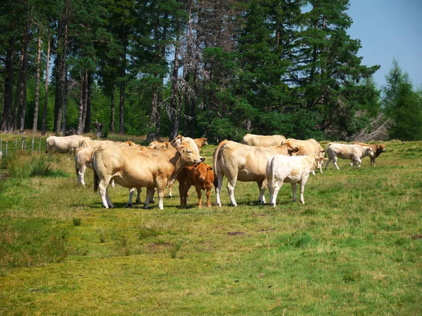 Bela Imagem Uma Manada Vacas Centro França Andando Prado — Fotografia de Stock